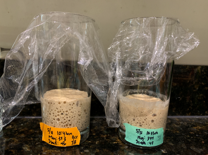 worried about acetone smelling starter, doing a side by side test